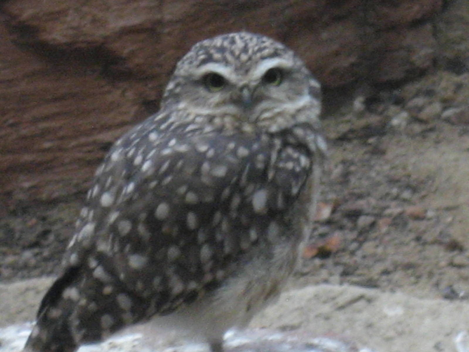 Artis Zoo - Burrowing owl