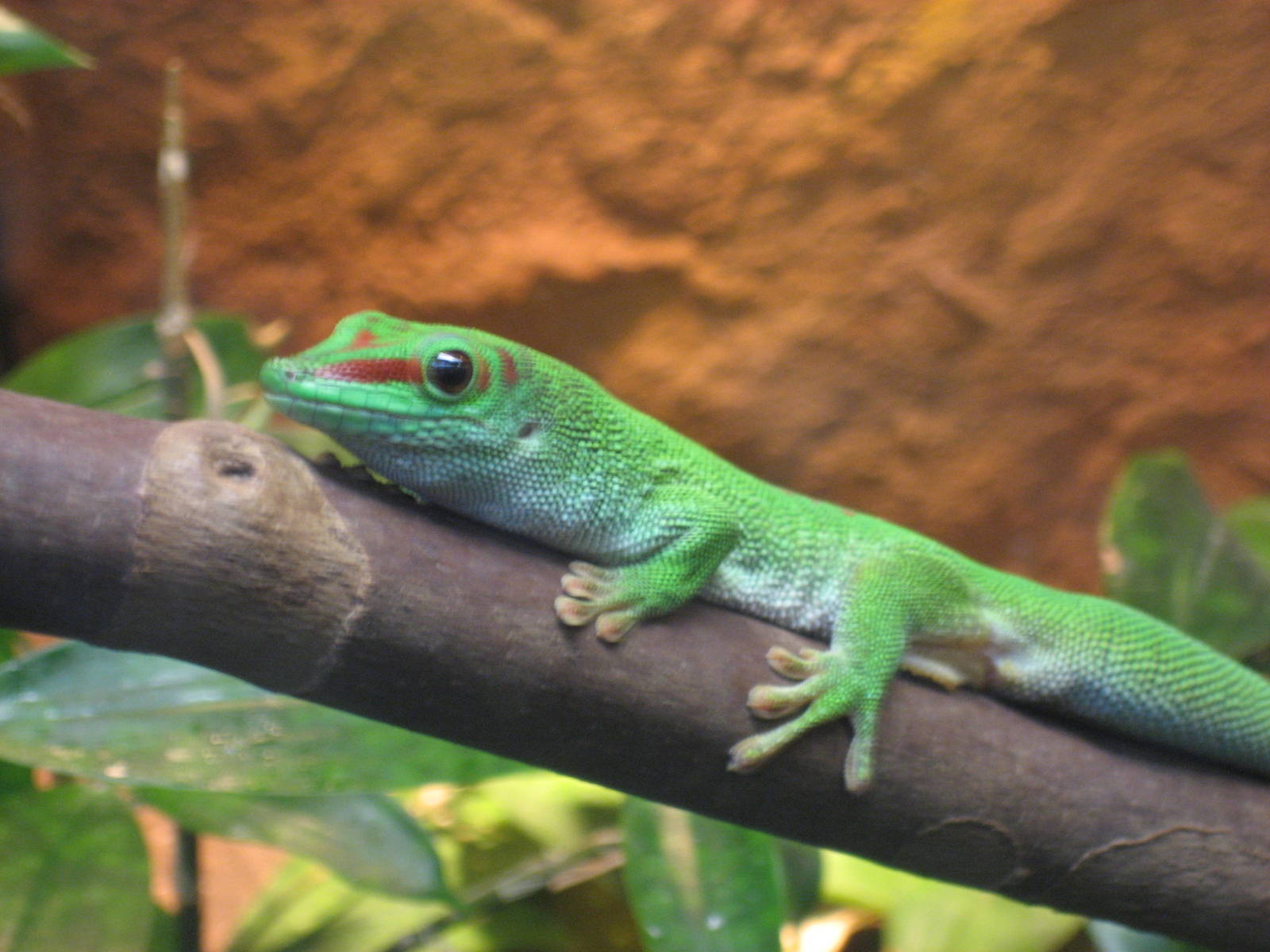 Artis Zoo - Day gecko