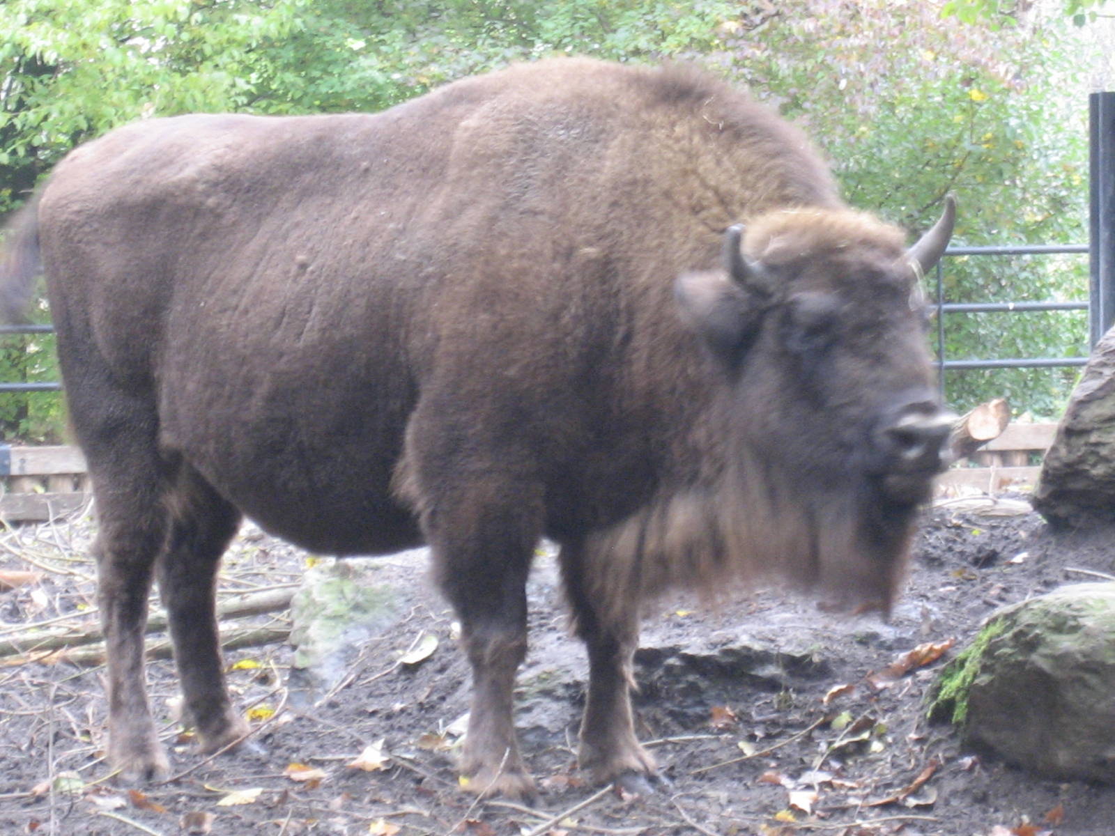 Artis Zoo - European bison (Wisent)