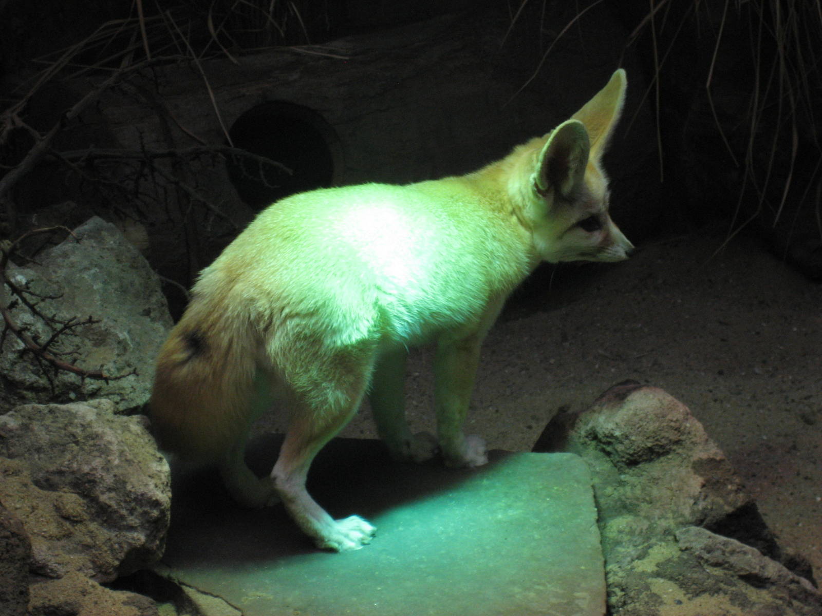 Artis Zoo - Fennec fox
