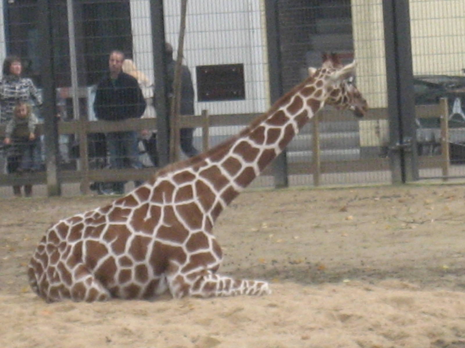 Artis Zoo - Giraffe