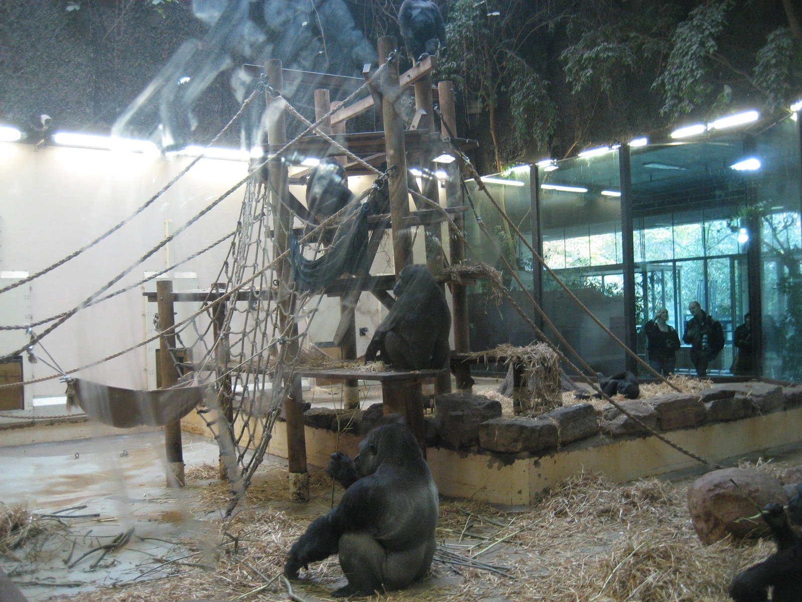 Artis Zoo - Gorilla indoor exhibit