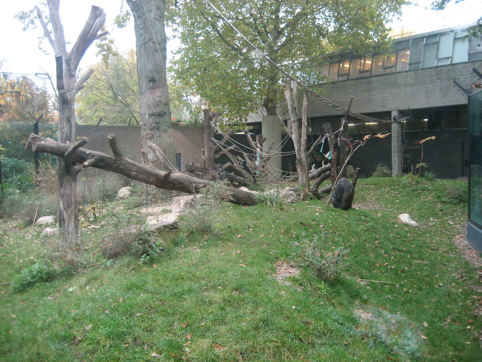 Artis Zoo - Gorilla outdoor exhibit