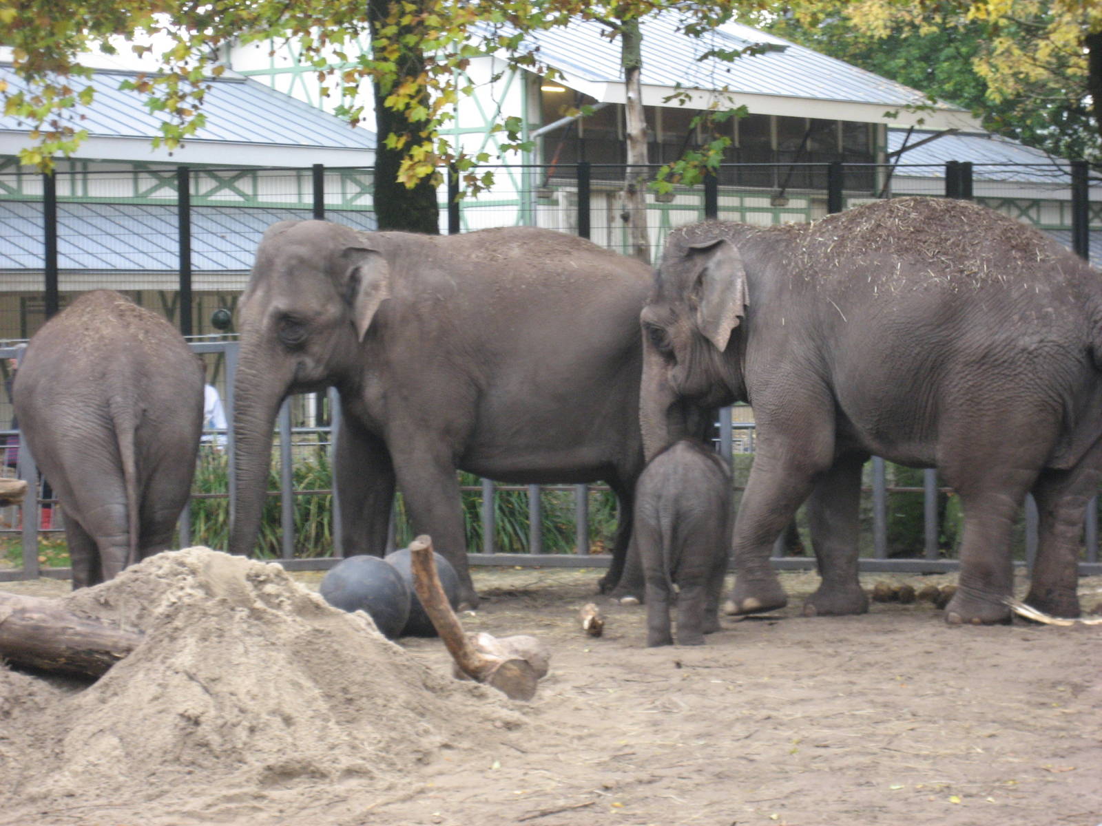 Artis Zoo - Group of elephants