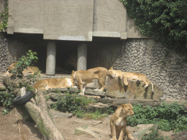 Artis Zoo - Lions