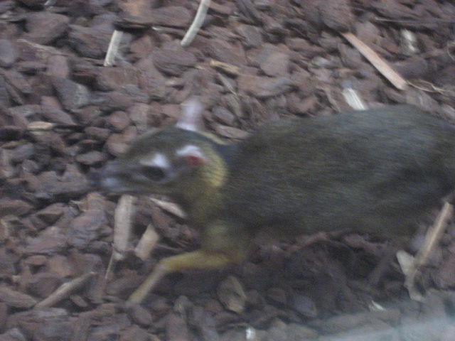 Artis Zoo - Malayan Chevrotain