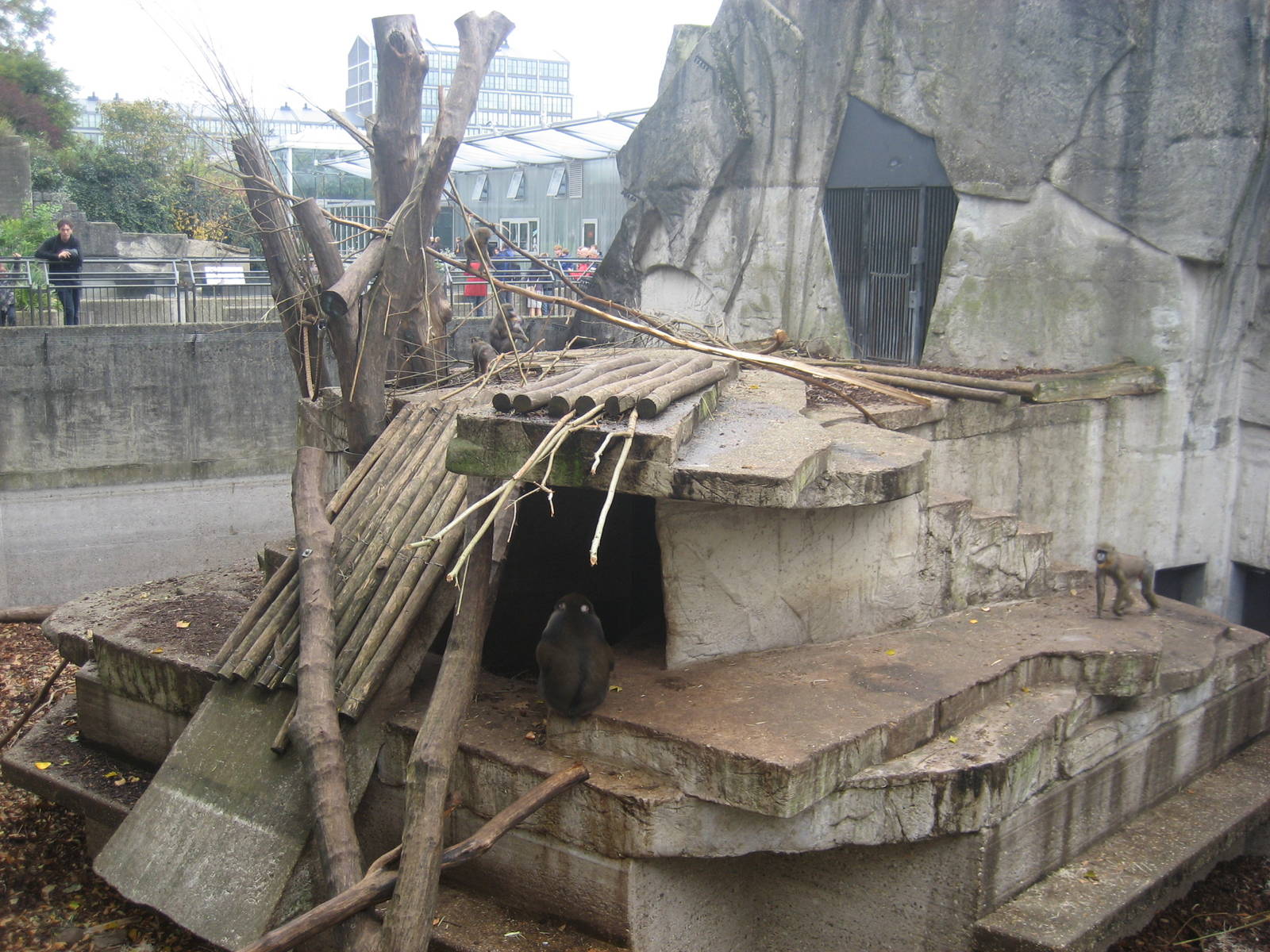 Artis Zoo - Mandrill exhibit