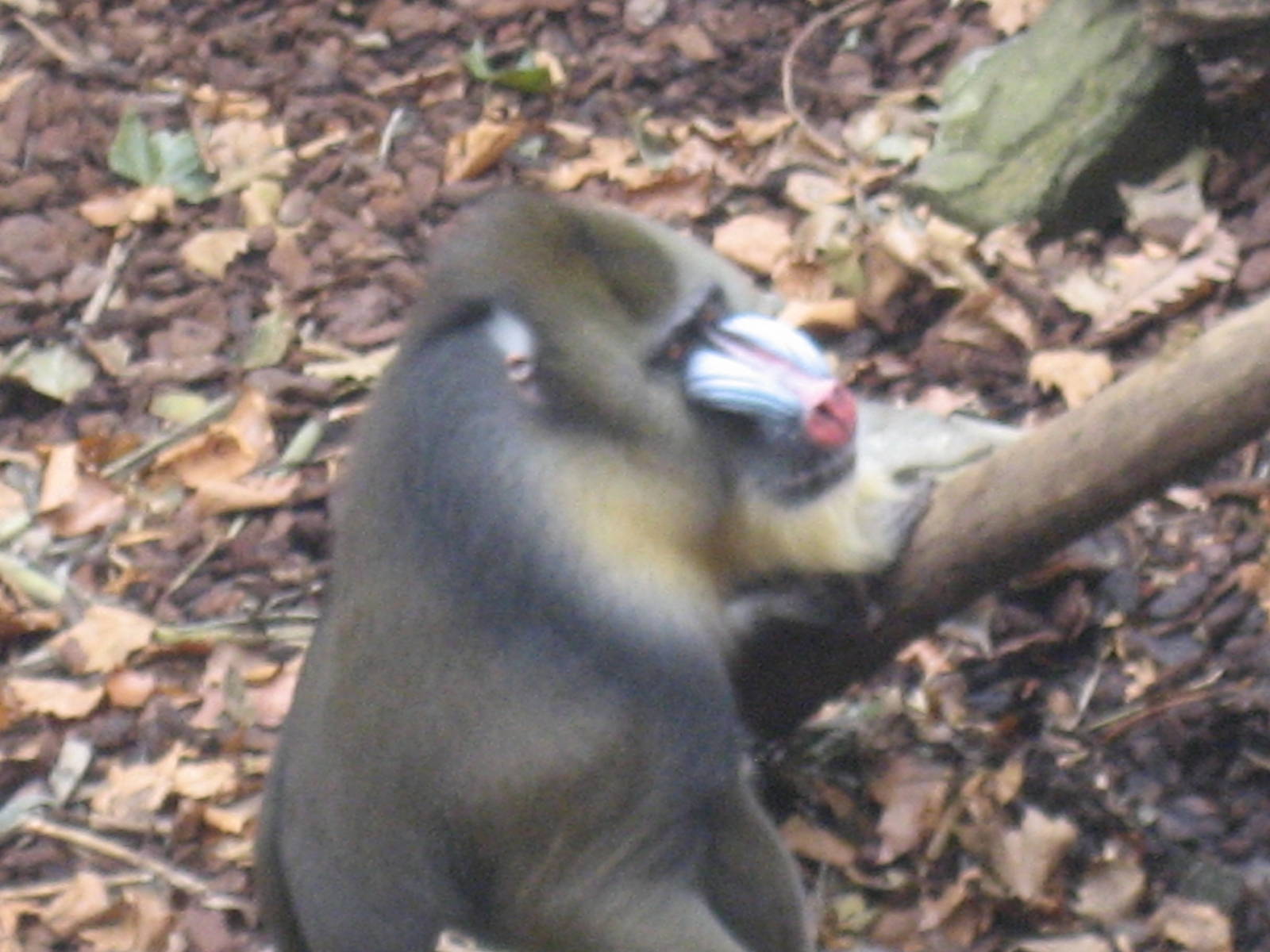 Artis Zoo - Mandrill