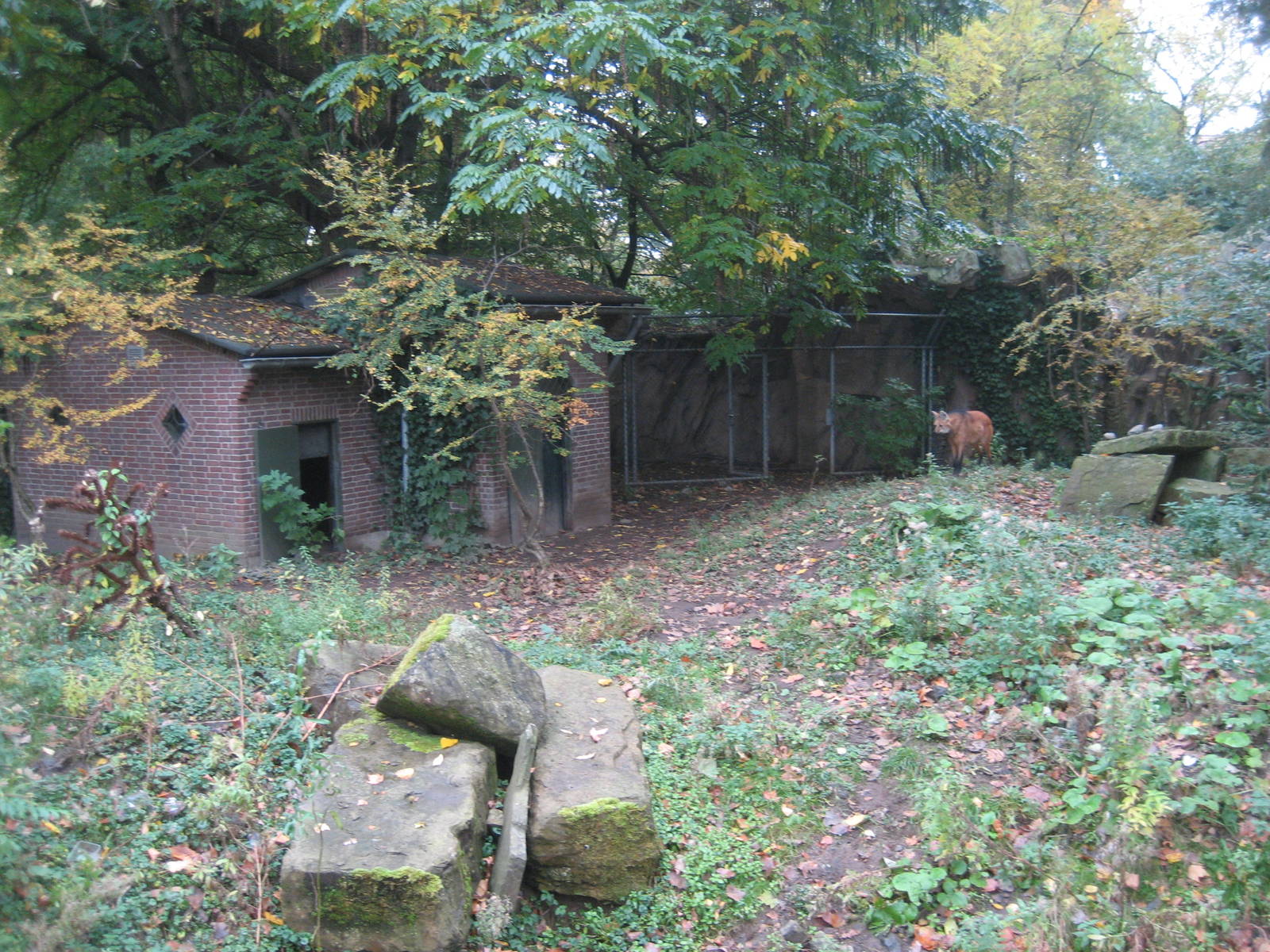 Artis Zoo - Maned wolf exhibit