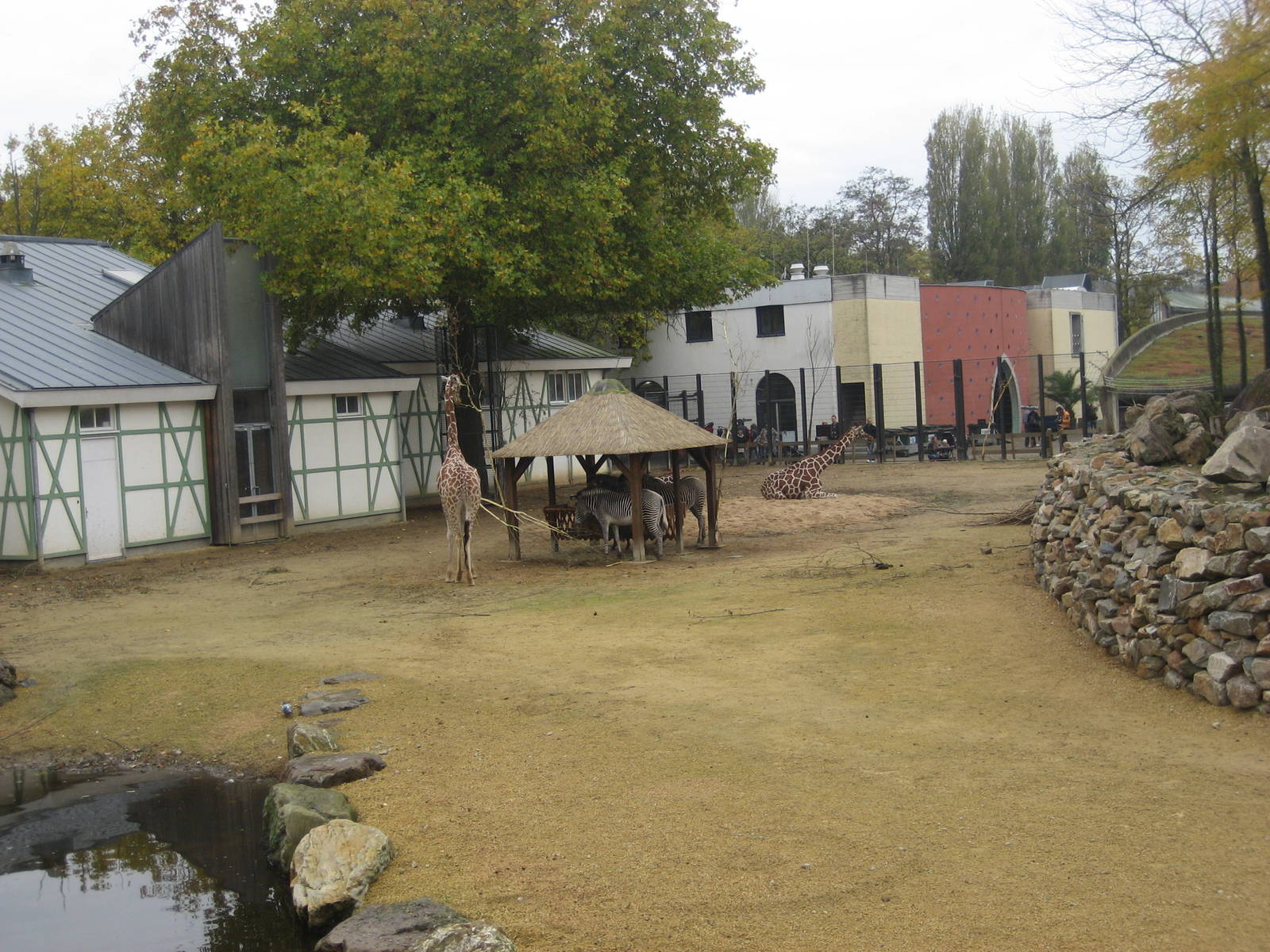 Artis Zoo - New savannah exhibit