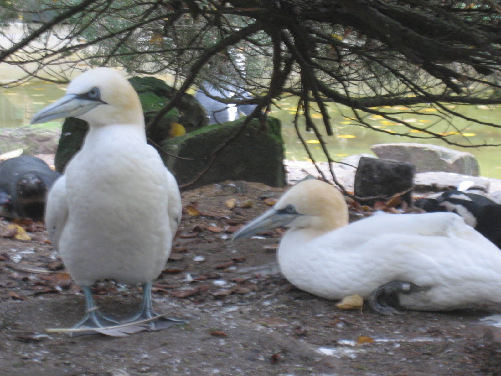 Artis Zoo - Northern gannets