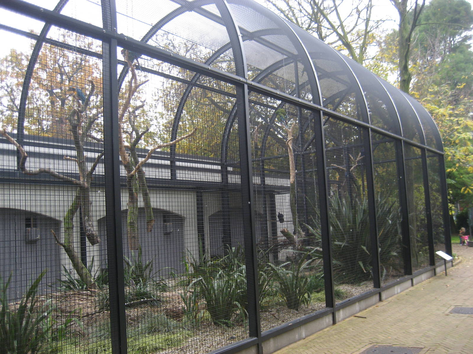 Artis Zoo - Pheasantry