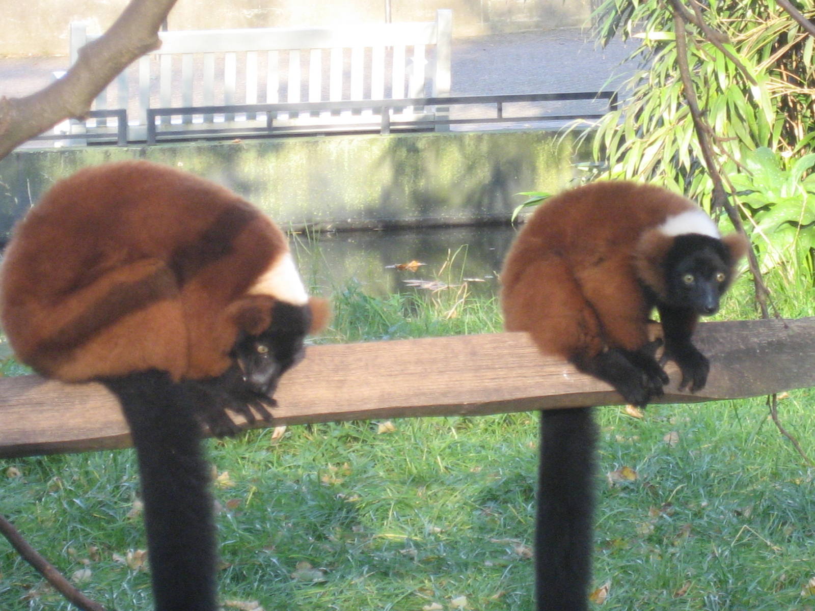 Artis Zoo - Red-ruffed lemurs