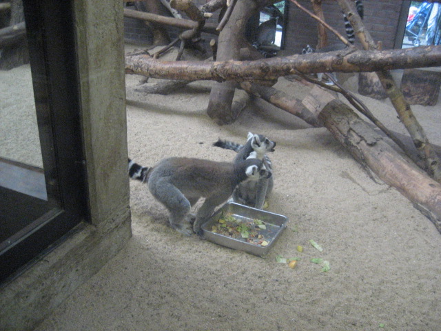 Artis Zoo - Ring-tailed Lemurs