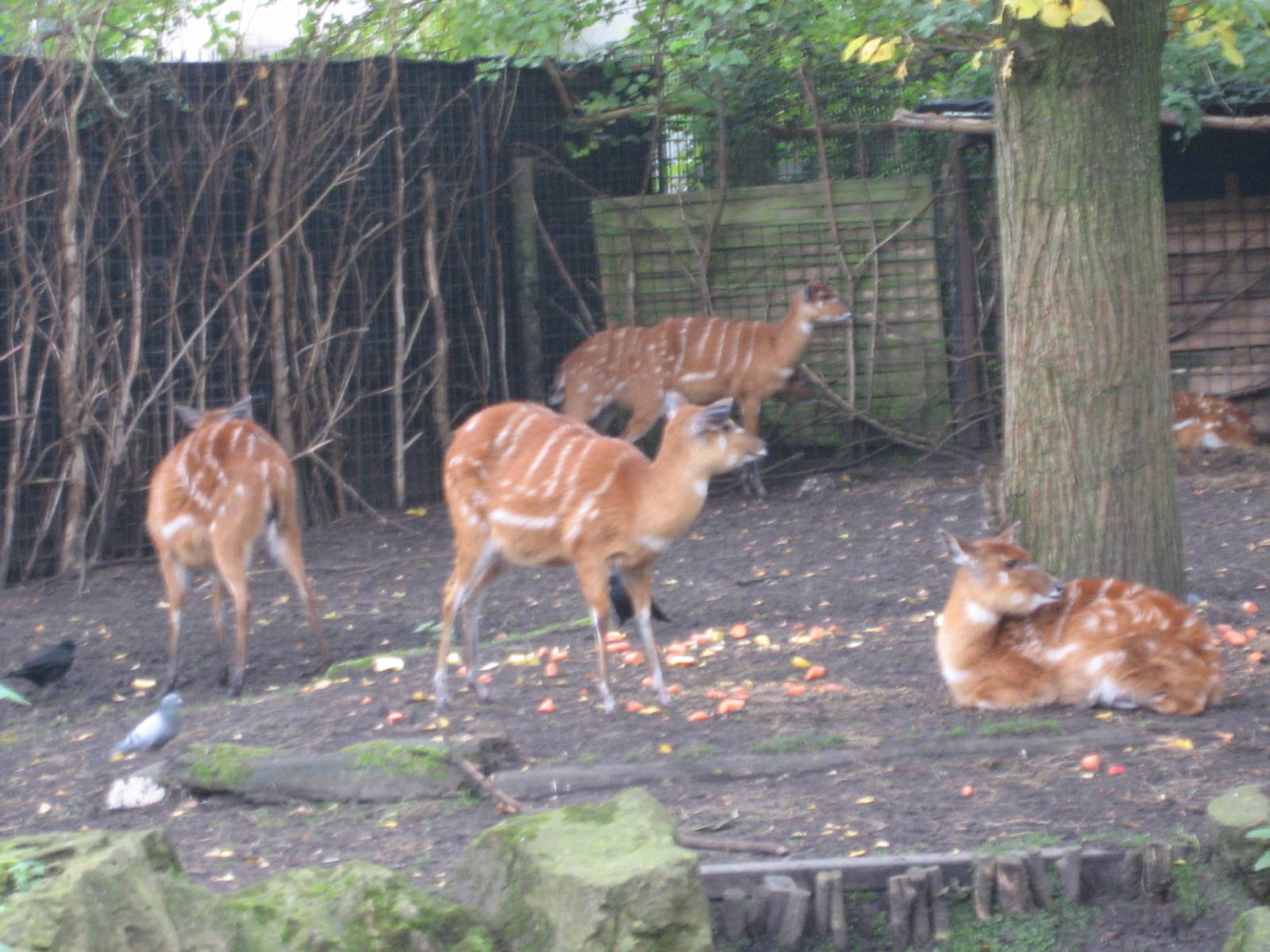 Artis Zoo - Sitatungas