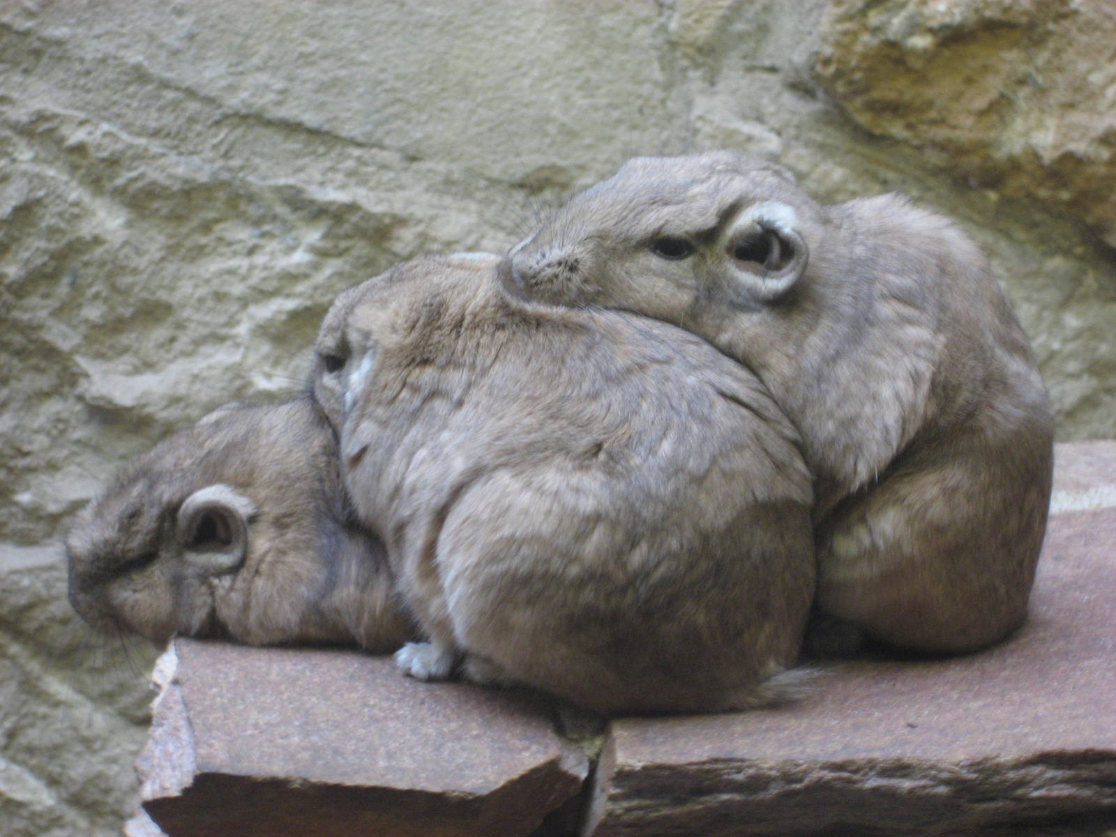 Artis Zoo - Small mammals house (Gundi)