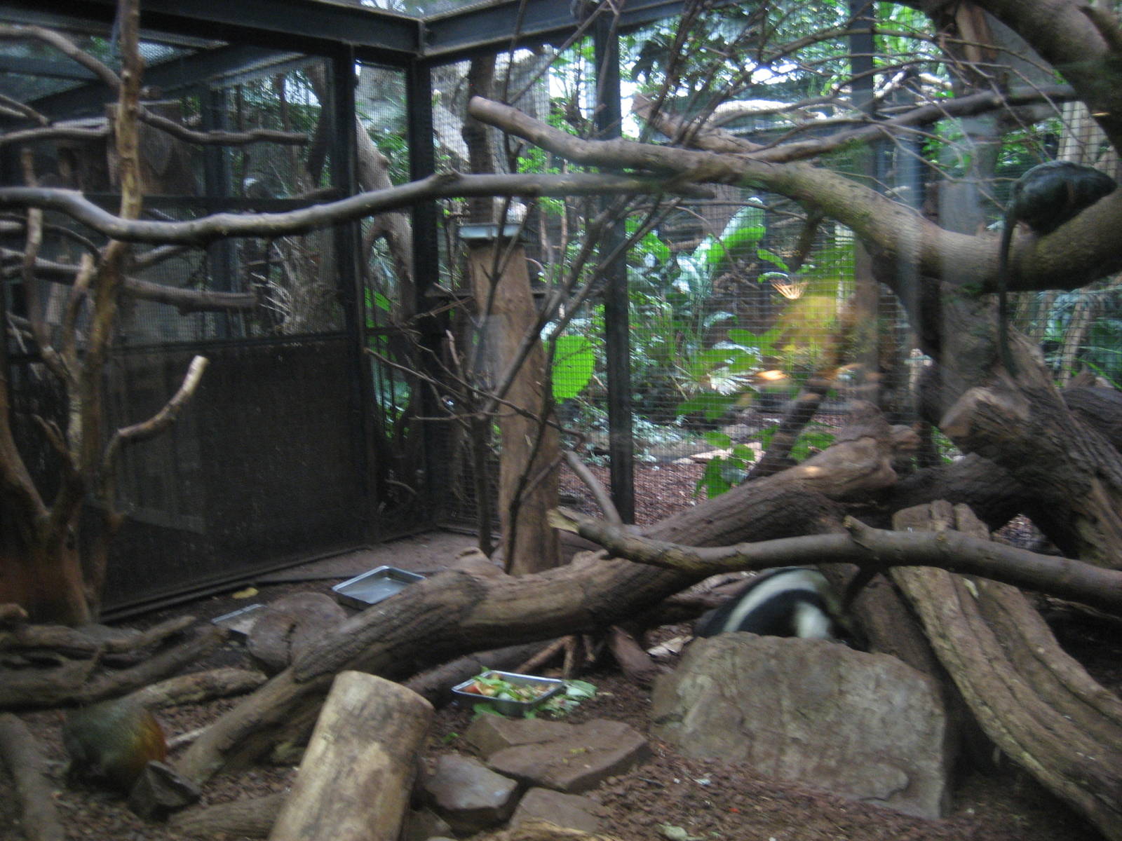 Artis Zoo - Small mammals house (rainforest)