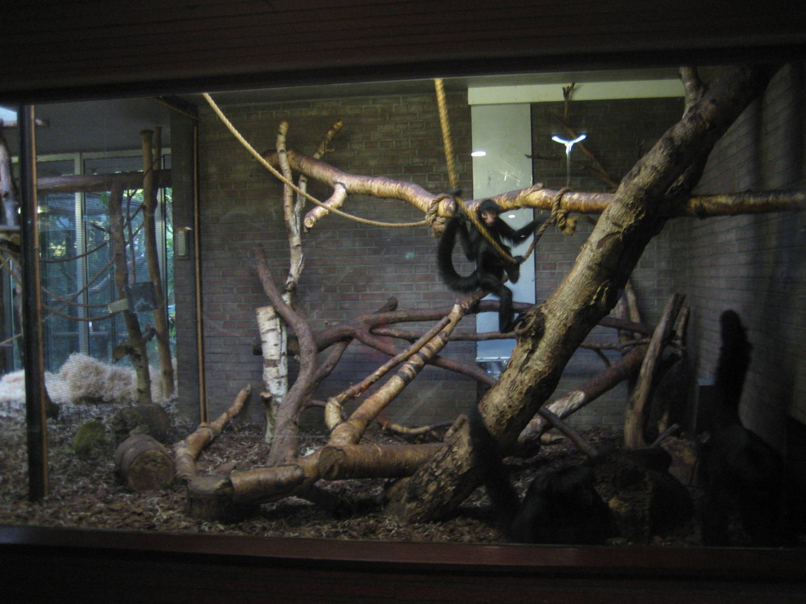 Artis Zoo - Small mammals house (Spider monkeys)