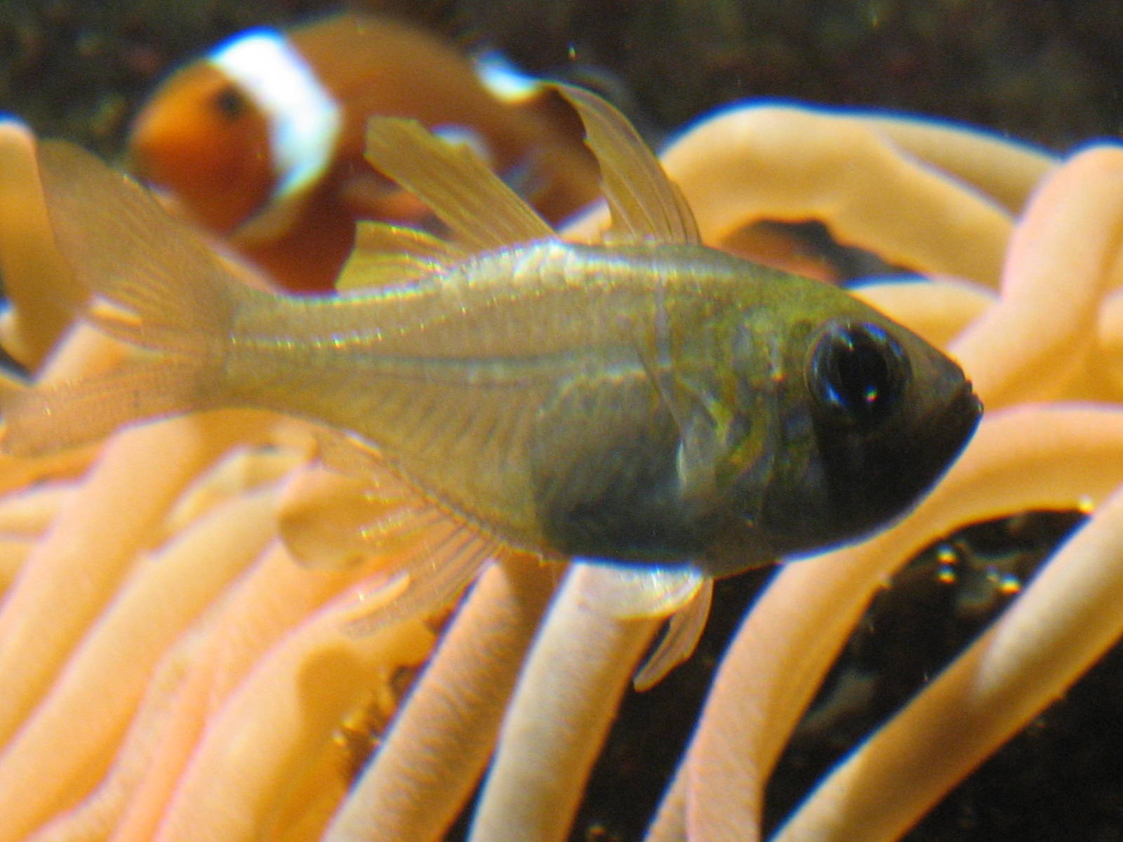 Artis Zoo - Some fish