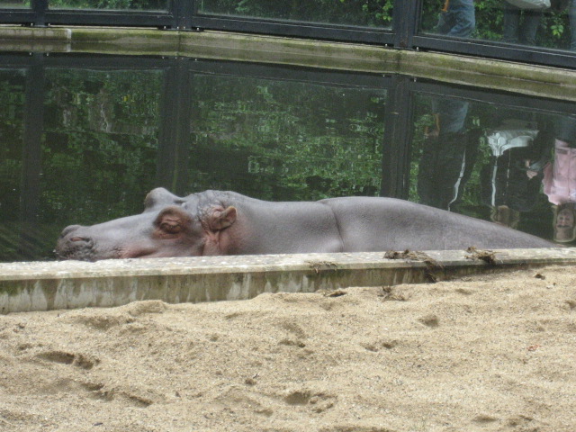 Artis Zoo - Tanya the hippo