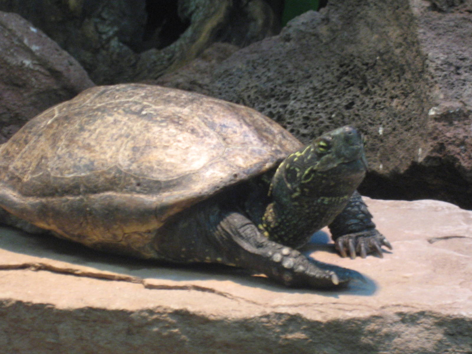 Artis Zoo - Tortoise