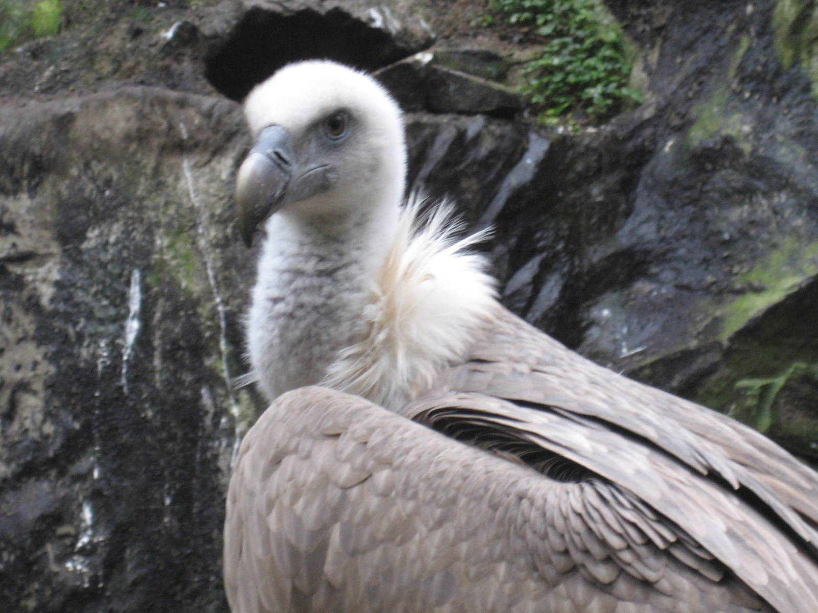 Artis Zoo - White-backed vulture