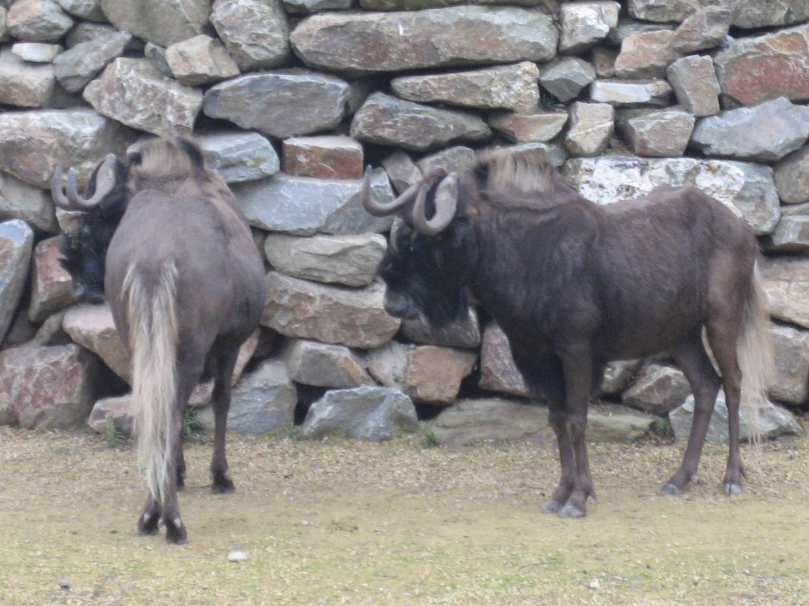 Artis Zoo - White-tailed wildebeest