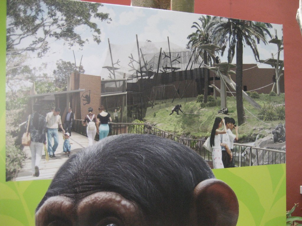 Artist impression of new chimp exhibit