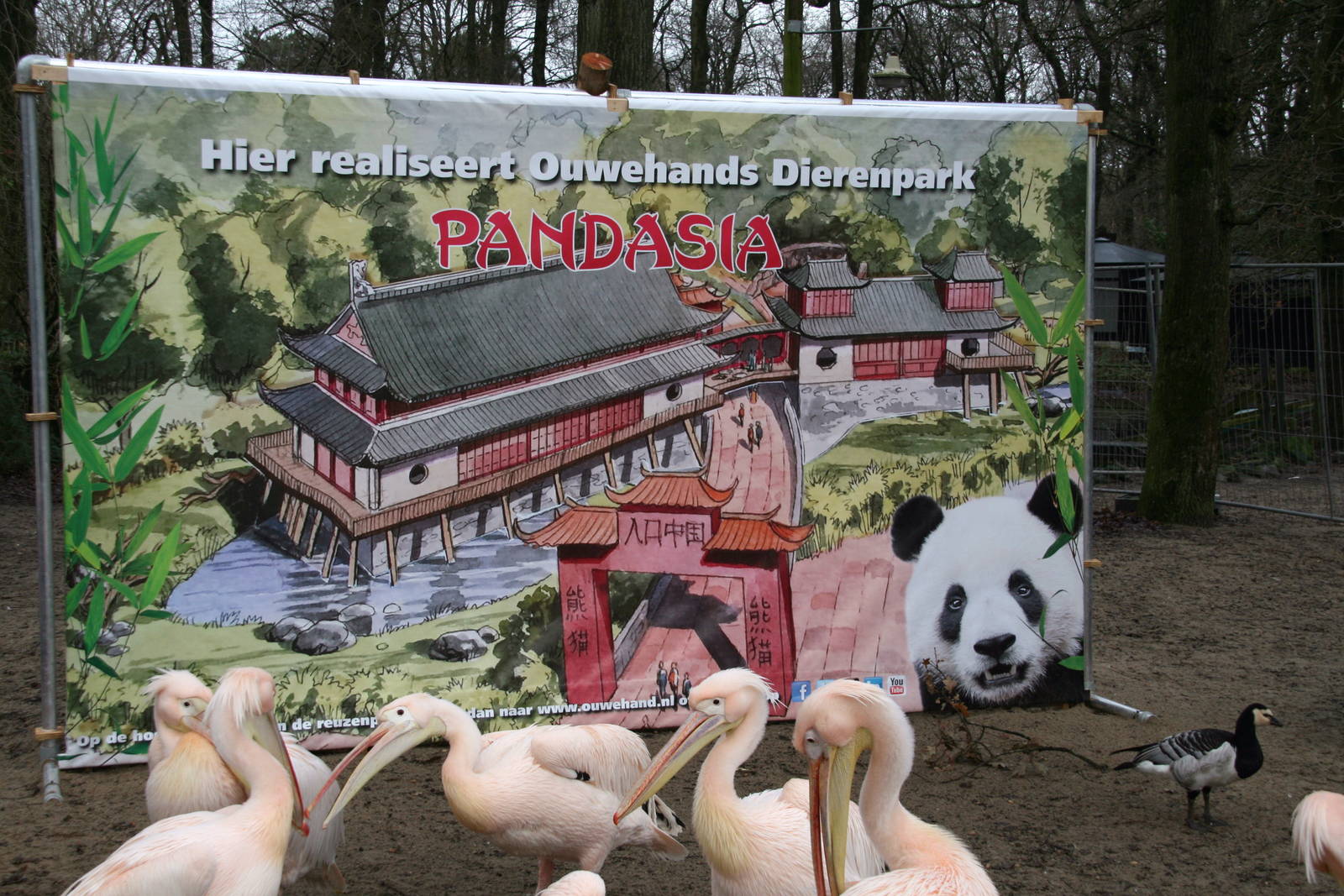 artist impression of the new Pandasia project