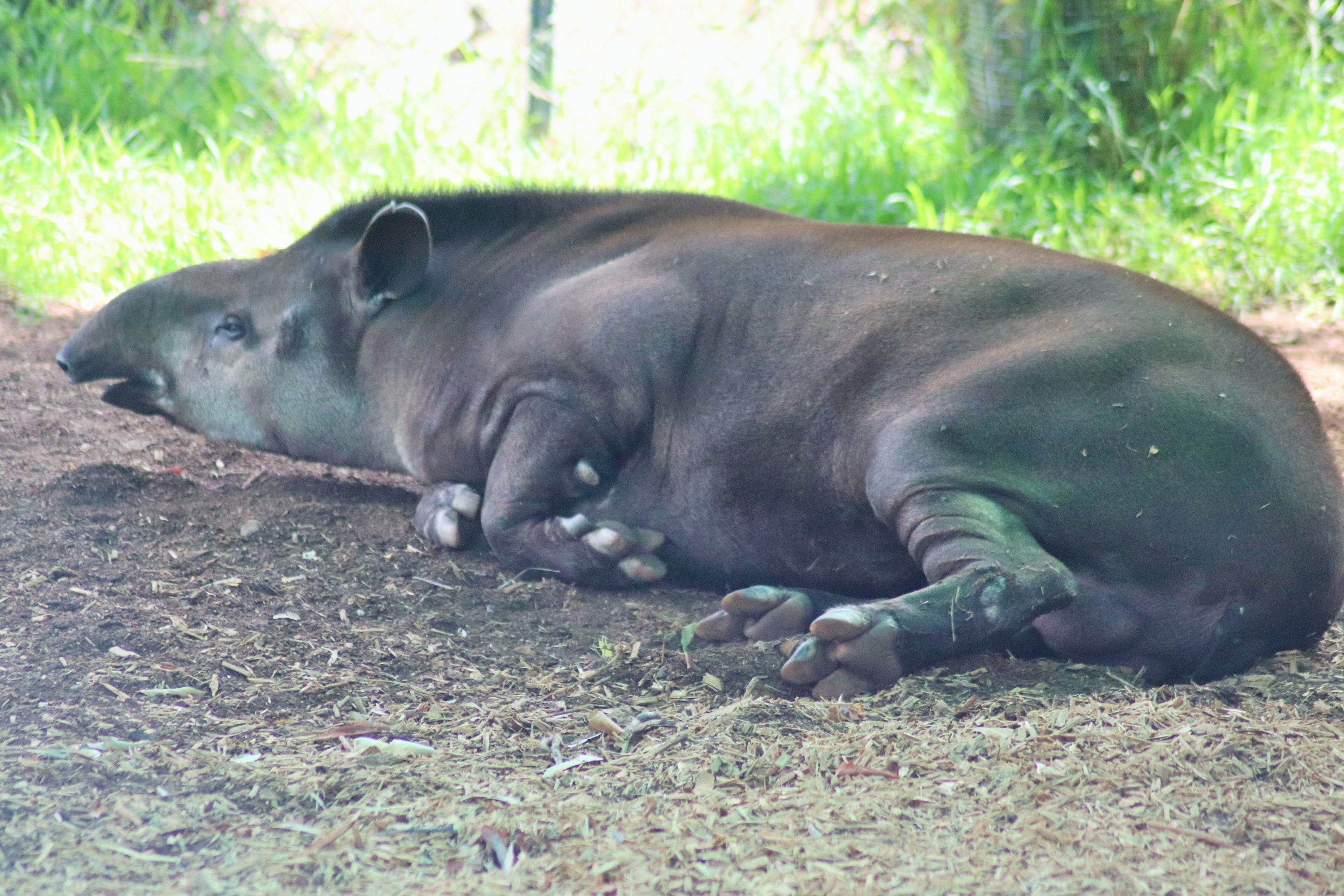 'Arturo' the Brazilian Tapir  (Tapirus terrestris)