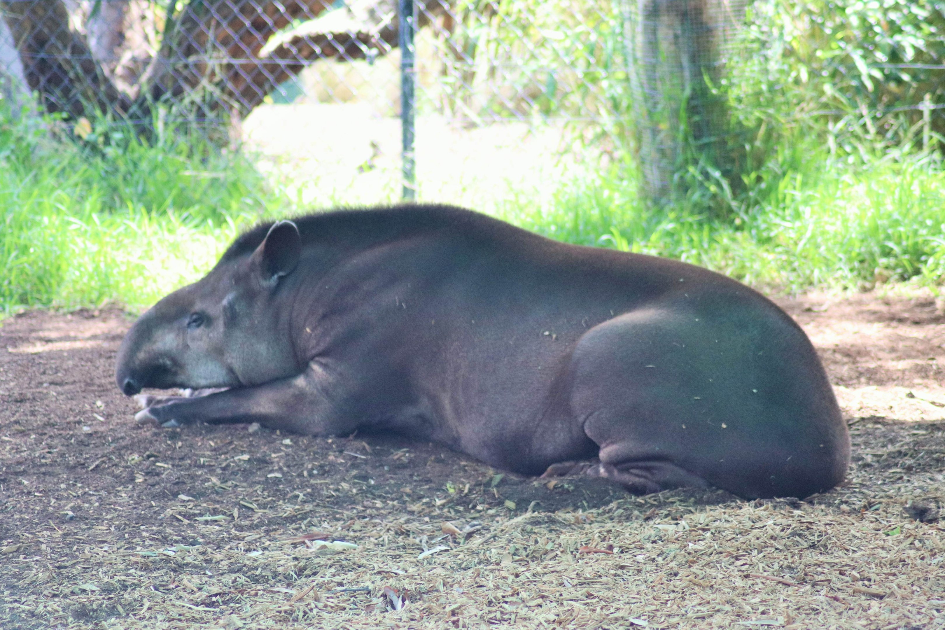 'Arturo' the Brazilian Tapir (Tapirus terrestris)