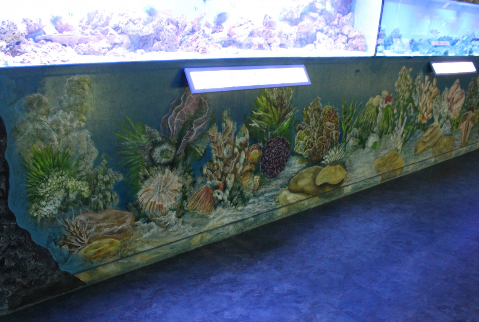 Artwork around the aquariums