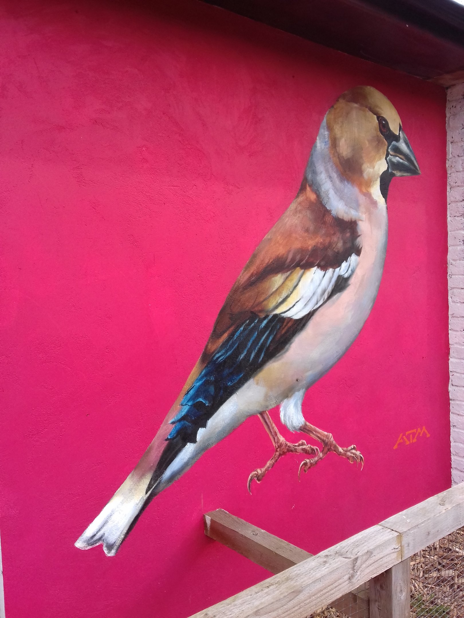 Artwork on budgie aviary