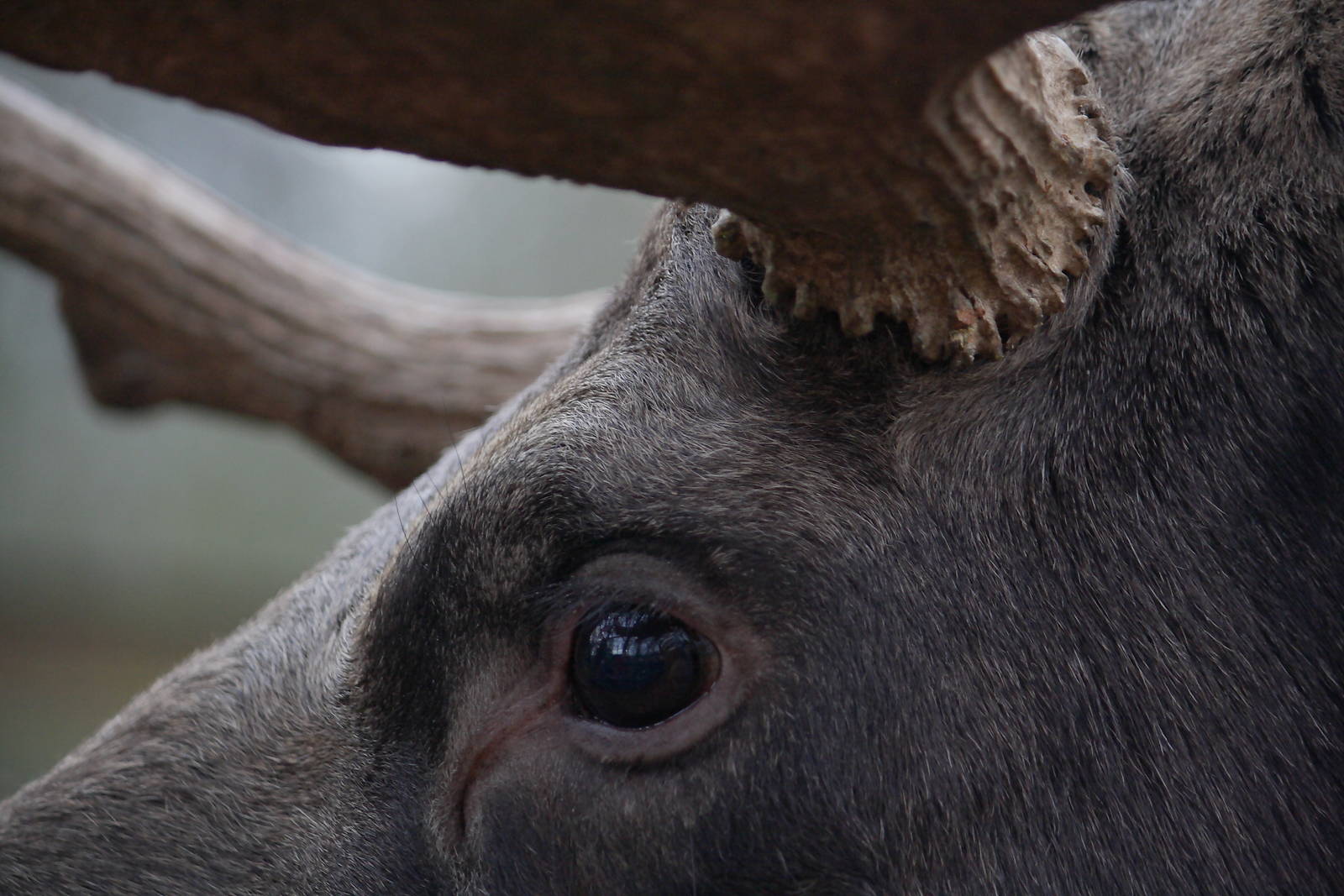 Arty shot of a European moose