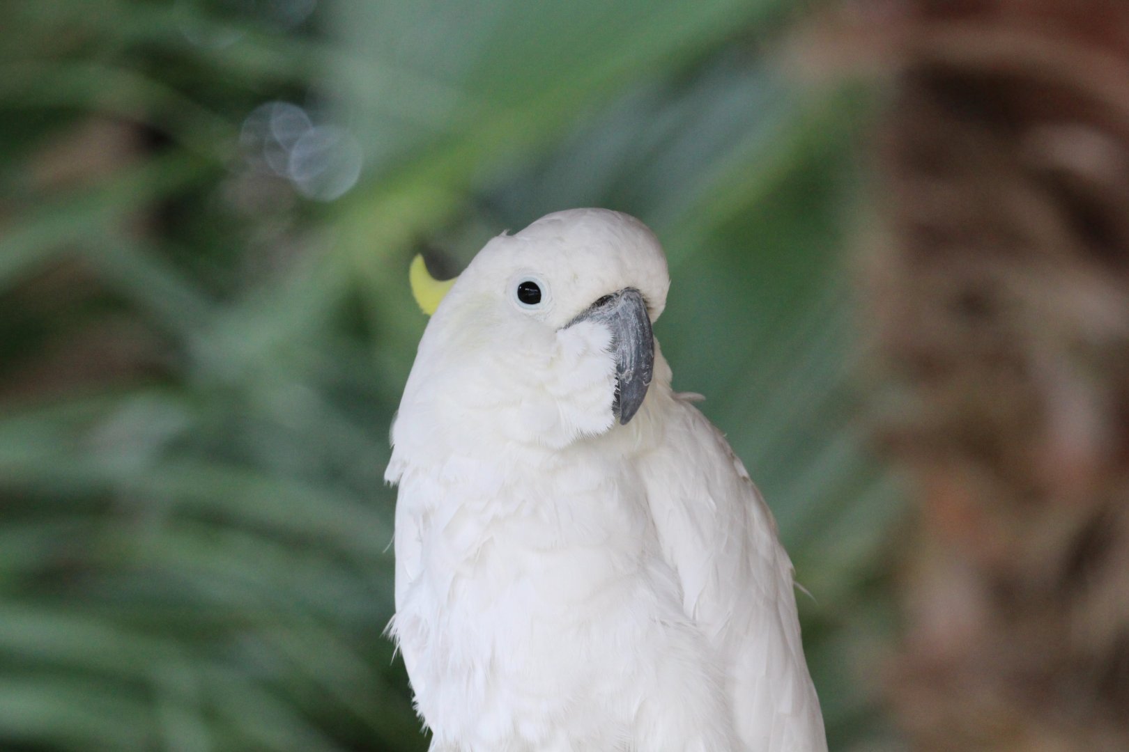 Aru Island Sulphur-crested Cockatoo (2016)