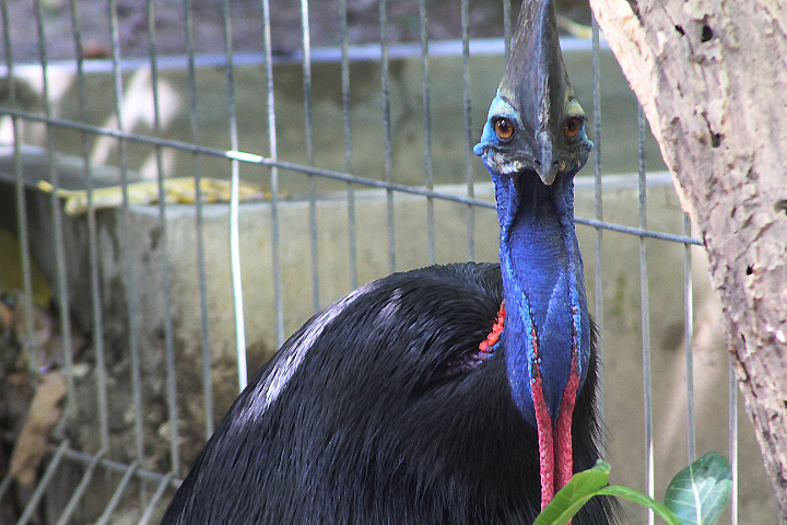 Aru Islands cassowary (Casuarius casuarius bicarunculatus)