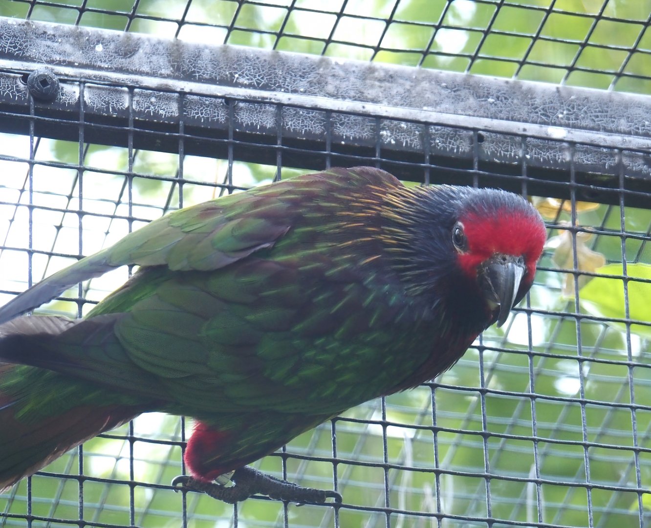 Aru yellow-streaked lory or Carmine-fronted lory (Chalcopsitta scintillata rubrifrons), 2024-05-23