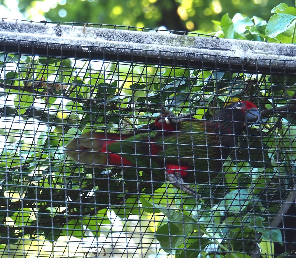 Aru yellow-streaked lory or Carmine-fronted lory (Chalcopsitta scintillata rubrifrons), 2024-05-23