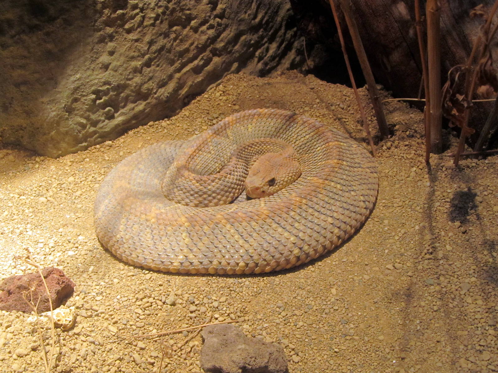 Aruba Island Rattlensnake