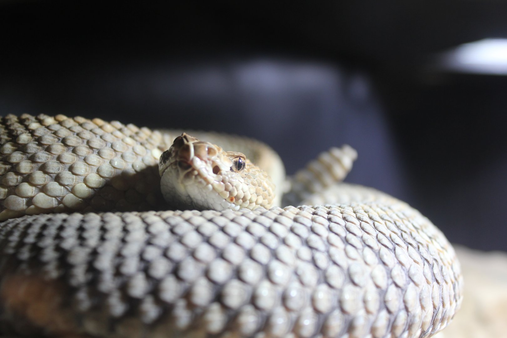 Aruba Island Rattlesnake - 1/7/2023