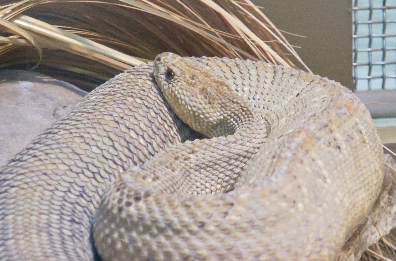 Aruba Island Rattlesnake (Crotalus unicolor)