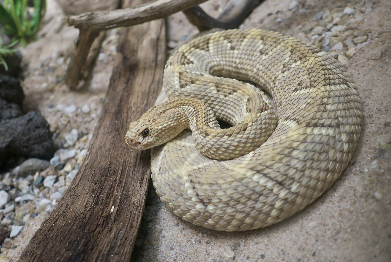 Aruba Island Rattlesnake (Crotalus unicolor)