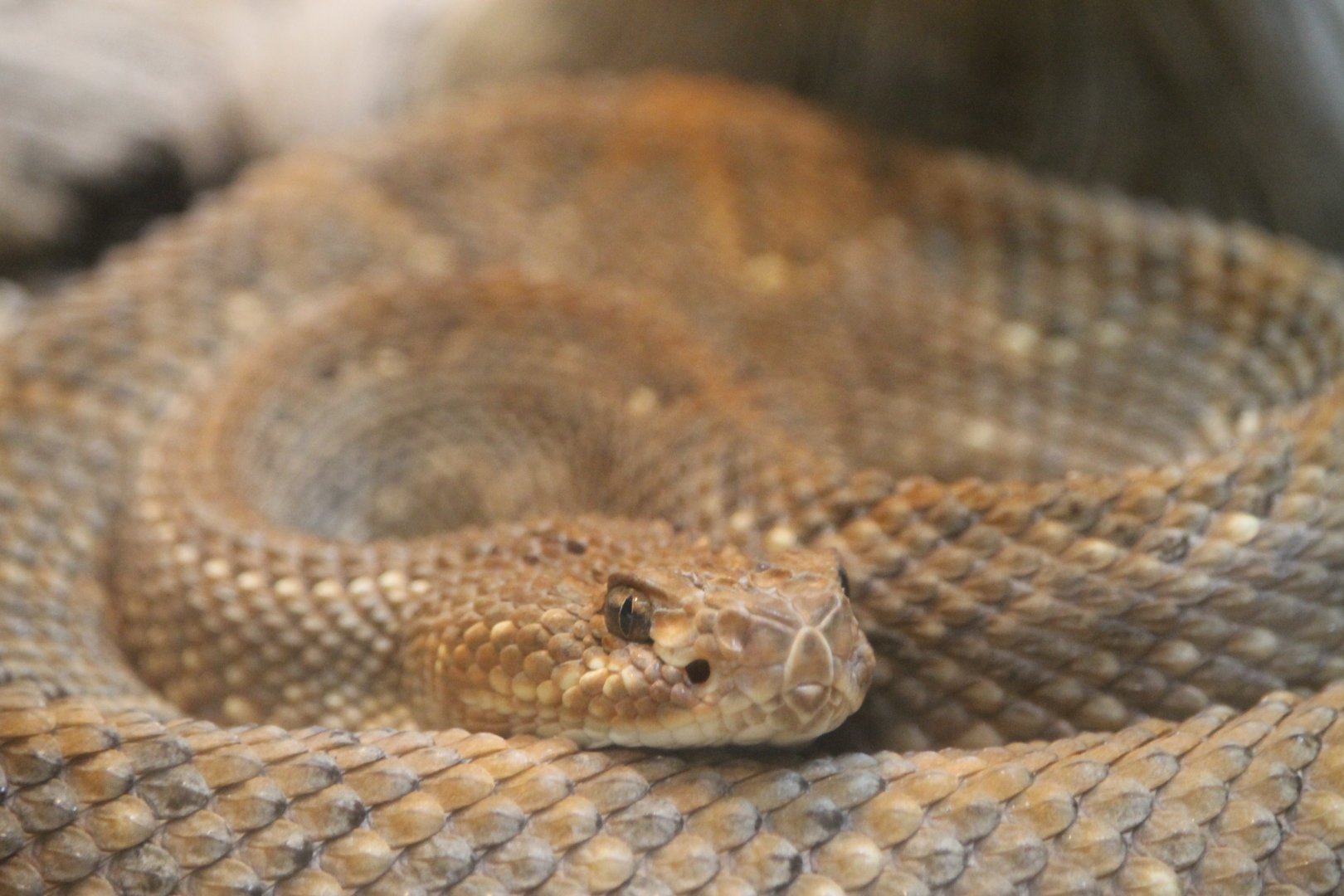 Aruba Island rattlesnake (Crotalus unicolor)