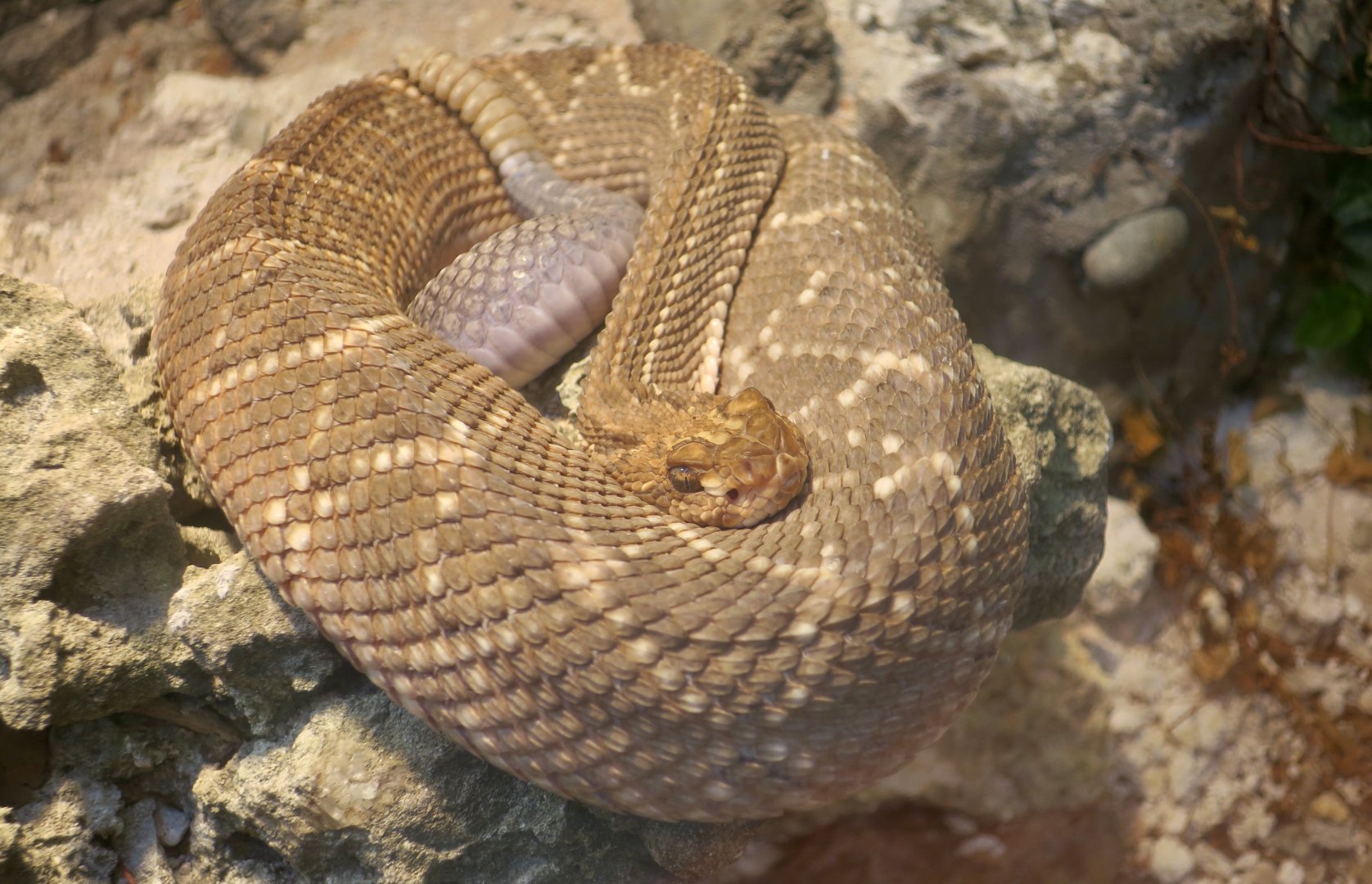 Aruba Island Rattlesnake (Crotalus unicolor)