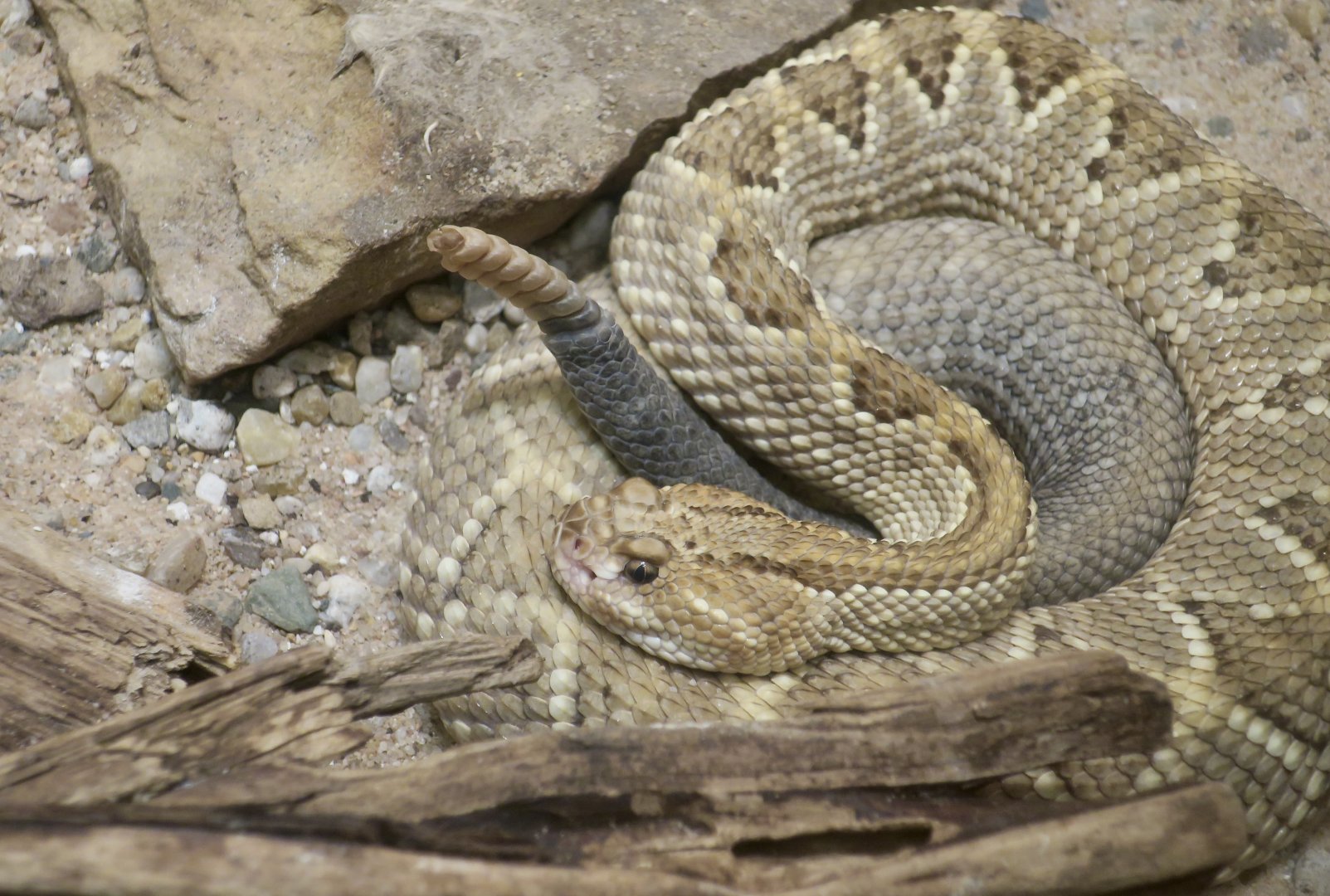 Aruba Island Rattlesnake (Crotalus unicolor)