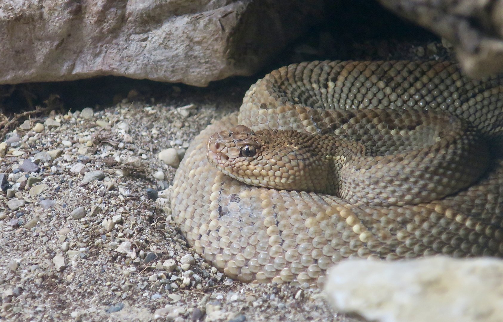 Aruba Island Rattlesnake (Crotalus unicolor)