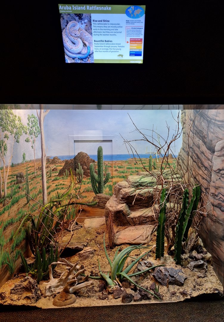 Aruba Island Rattlesnake enclosure