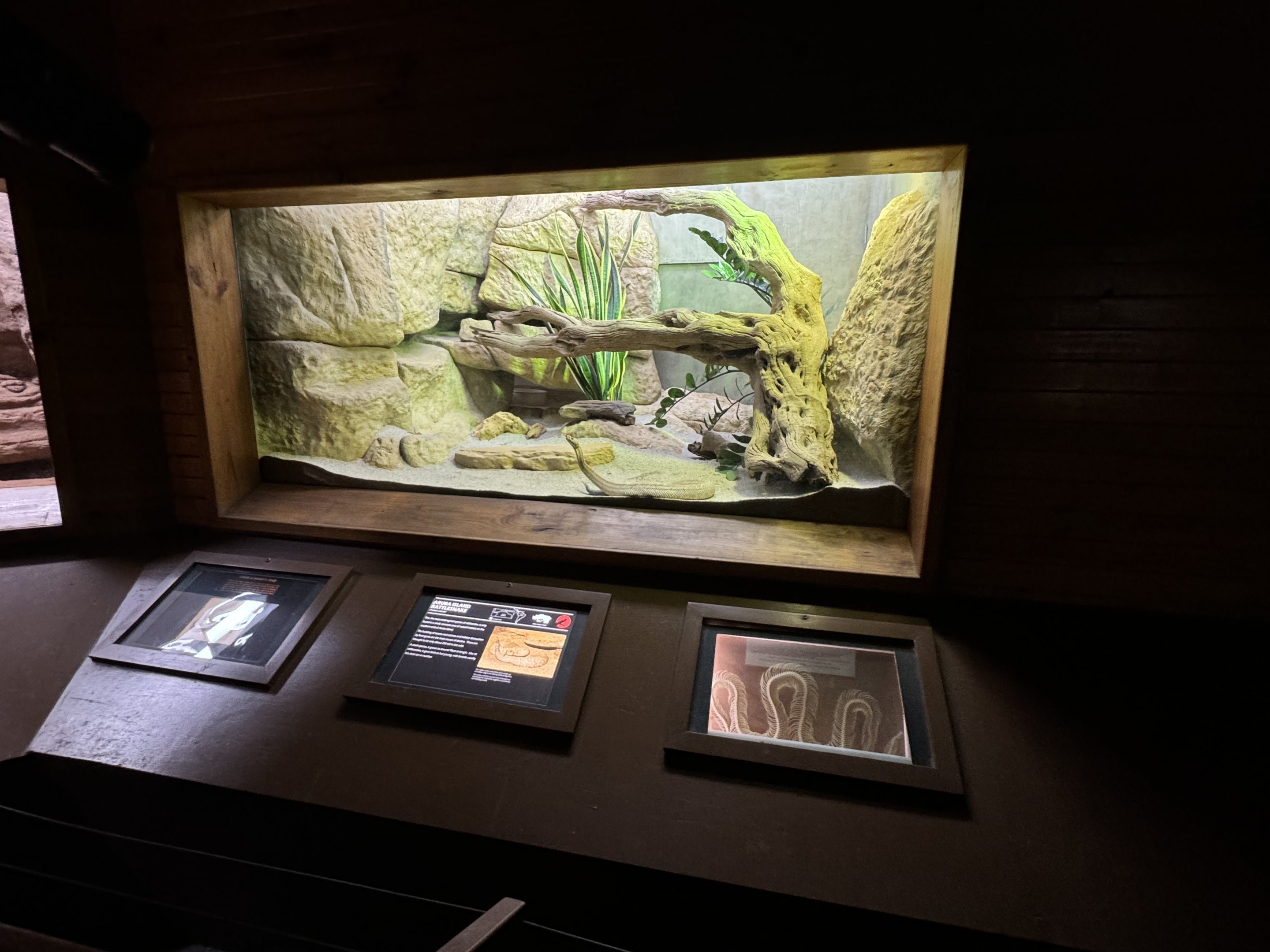 Aruba Island Rattlesnake enclosure