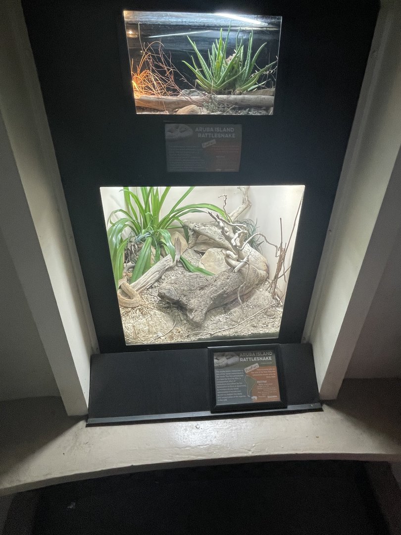 Aruba Island Rattlesnake Enclosures
