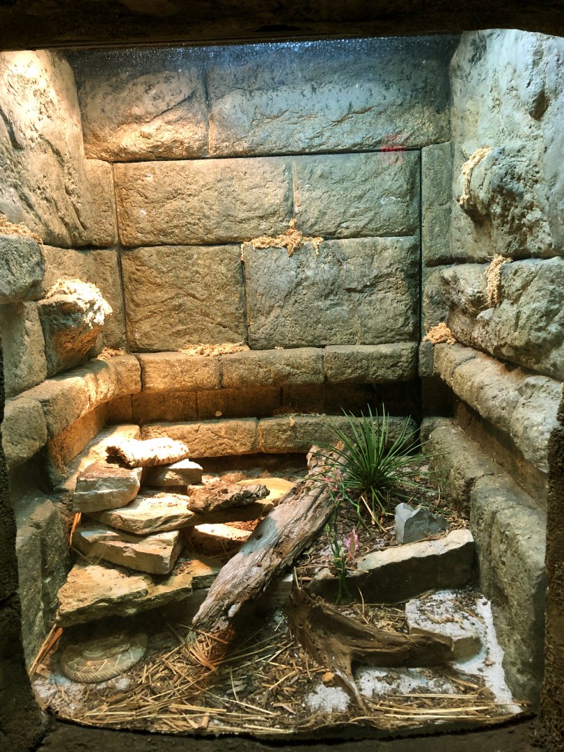 Aruba Island Rattlesnake Exhibit